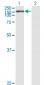 TRIM24 Antibody (monoclonal) (M01)